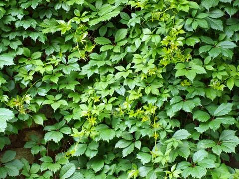 Backgrounds from vines Stock Photos