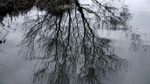 Backgrounds: Winter Tree: Reflection on Stream Stock Footage 21905526