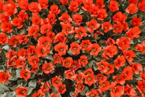 Backgrund filtered image of spring red tulips Stock Photos
