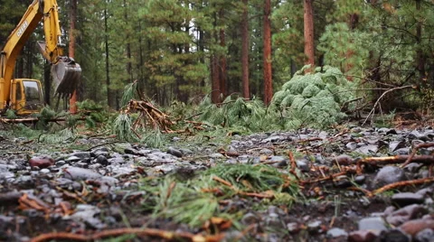 Backhoe moving tree in forest Stock Footage 51598483