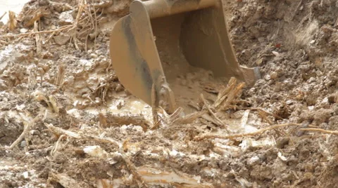Backhoe root 스톡 동영상 50221830