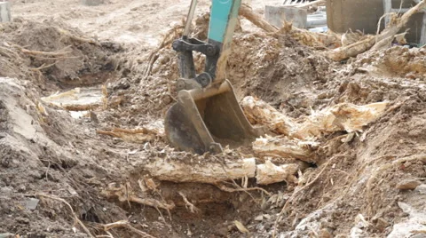 Backhoe root 스톡 동영상 50256709