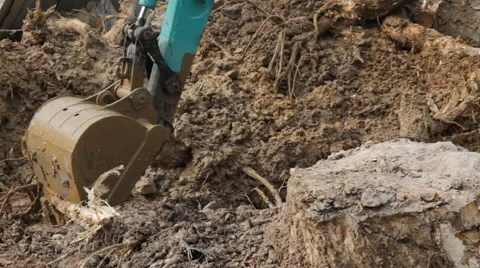 Backhoe root 스톡 동영상 50406760