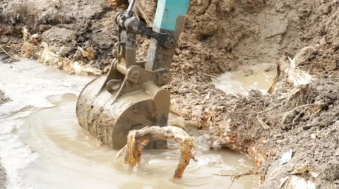 Backhoe root 스톡 동영상 50408557