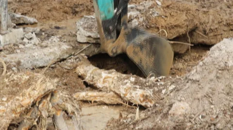 Backhoe root 스톡 동영상 50411113