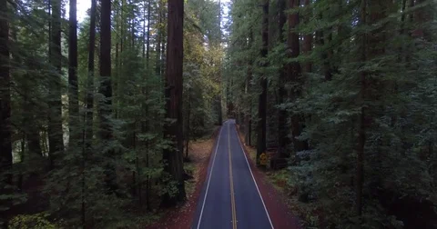 Backing aerial shot between giant California redwood trees Stock Footage 81885671