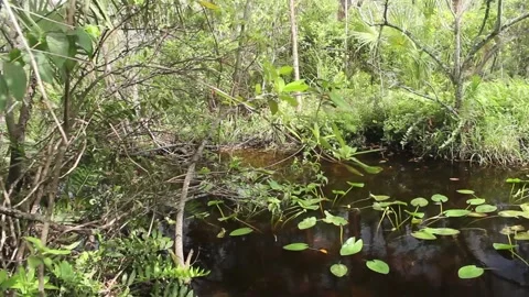 Backing away from swamp Stock Footage 142611882