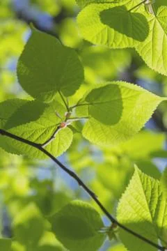 Backing, backdrop, background of first tender-green lime leaves on sunny May  Stock Photos