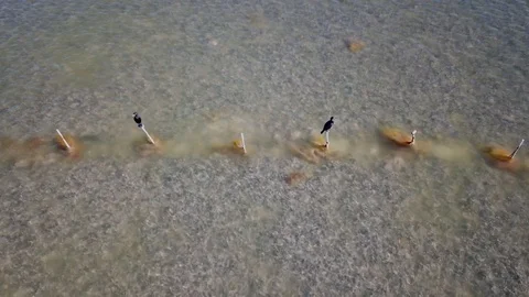 Backing up the birds Stock Footage 90053688