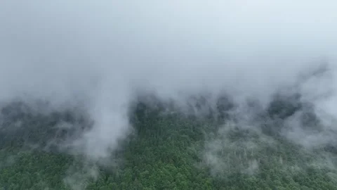 Backing in a cloud of fog, over a green spruce forest. Stock Footage 280985334