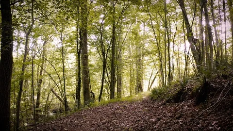 Backing Down Beautiful Mountain Trail In Summer Time Stock Footage 112479685