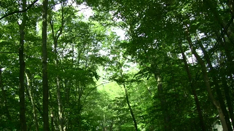 Backing up Stock Footage 135470