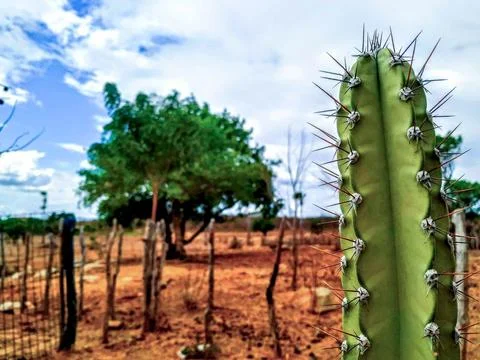 Backlands Fotos de archivo