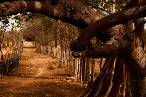 Backlands Fotos de archivo