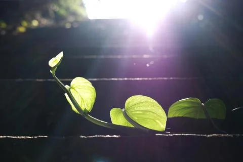 Backlight and sun ray shining  on green Devil iIvy branch. Stock Photos