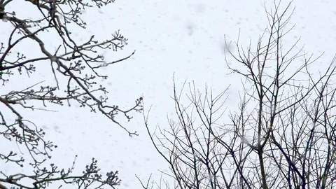 Backlight bare branches under snowfall Stock Footage 102159055