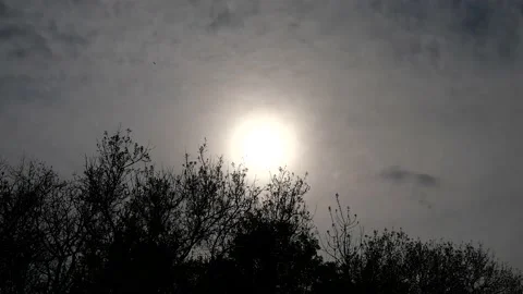 Backlight bird flying in the sky with the sun Video stock 132348997