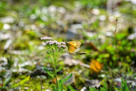 Backlight of a delicate orange butterfly on soft violet flowers Stock Photos