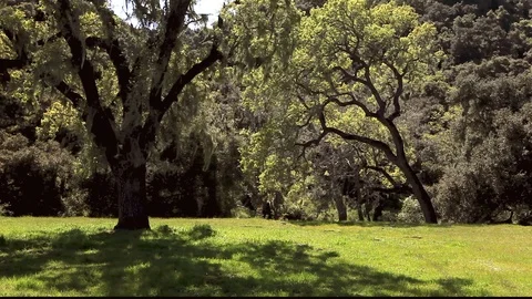 Backlight Field Of Oaks Stock Footage 106104276