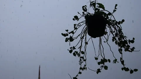 Backlight Flower with rain Stock Footage 143240556