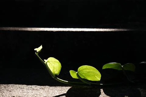 Backlight of green Devil iIvy branch or Golden pothos leaf plant Stock Photos