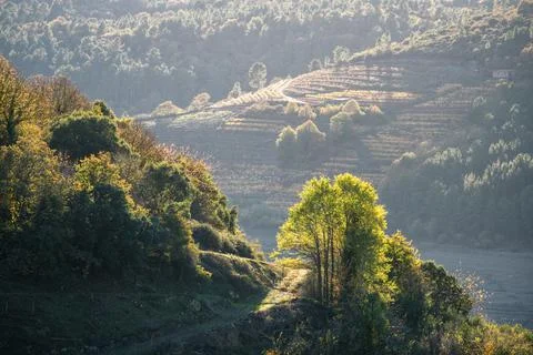 Backlight illuminates some trees with vineyards in the background Stock Photos