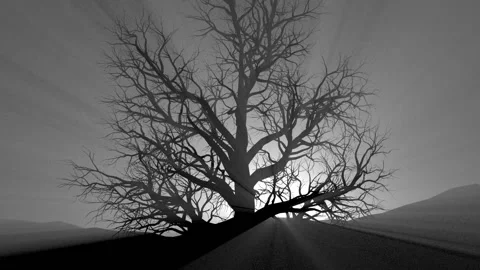Backlight illuminates a tree in a dark forest. Silhouette of a tree in a foggy Stock Footage 138621435