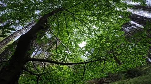 Backlight leaves of chestnut in a mixed forest of Etna Park, Sicily, Italy Stock Footage 347096286