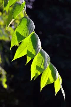 Backlight. natural background Stock Photos