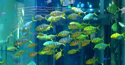 Backlight panoramic aquarium, different types of fish, shopping center Stock Footage 68943290
