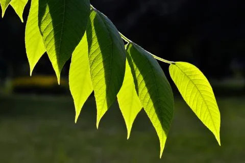 Backlight Stock Photos