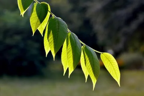 Backlight Stock Photos