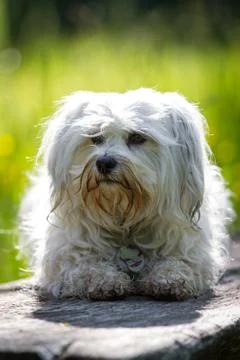 Backlight Stock Photos