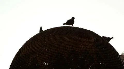 Backlight of pigeons on a circle 스톡 동영상 26234538