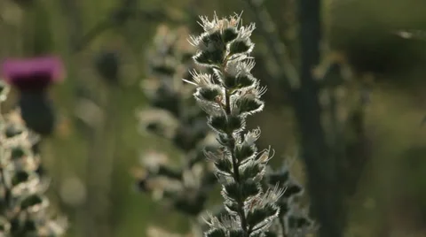 Backlight plant and insect Video stock 34655879