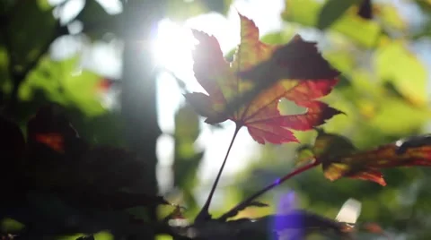 Backlight with red leave in Autumn Video stock 52511211