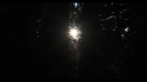 Backlight reveal of a sun flare in a pine tree forest Vídeos de archivo 251534681
