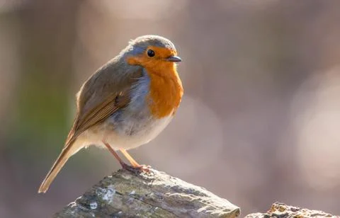 Backlight Robin Stock Photos