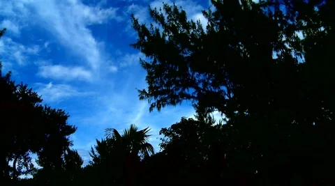 Backlight shot on palm trees and the sky Stock Footage 99116675