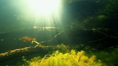 Backlight shot of perch swimming by in forest lake Stock Footage 279408091