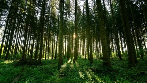 Backlight shot of the trees in the forest, time-lapse Stock Footage 146049531