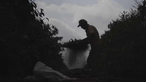 Backlight, silhouette of a man sifting coffee picked from the ground, dark video Stock Footage 163147461