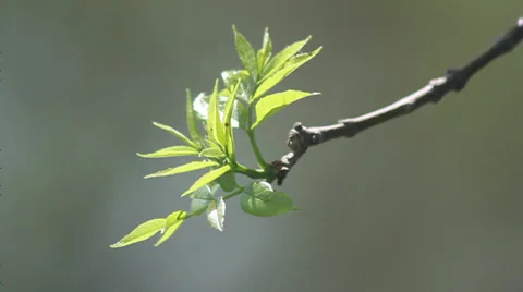 Backlight spring leaves Stock Footage 35657798