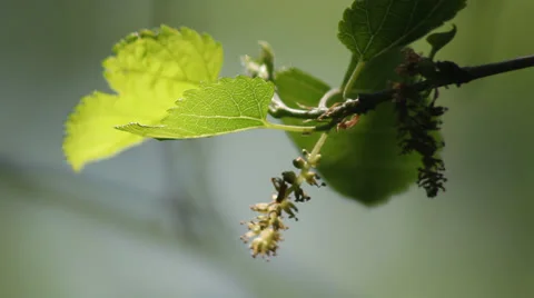 Backlight spring leaves II 動画素材 35657753