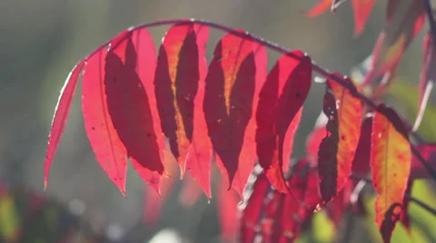 Backlight sumac 動画素材 35661995