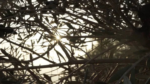 Backlight sun behind olive's leafs. Stock Footage