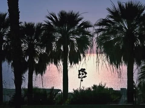 Backlight, Sunset, in the foreground three palm trees in silhouette Stock Photos