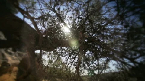 Backlight Tilt Tree Stock Footage 7739308