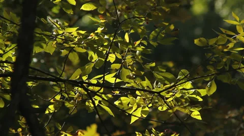Backlight tree leaves Stock Footage 35662536