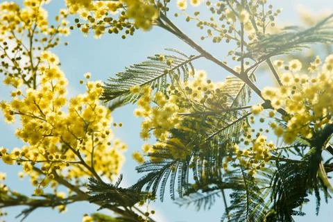 Backlight on a tree mimosa Photos